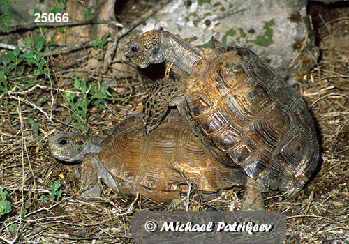 Texas Tortoise (Gopherus berlandieri)